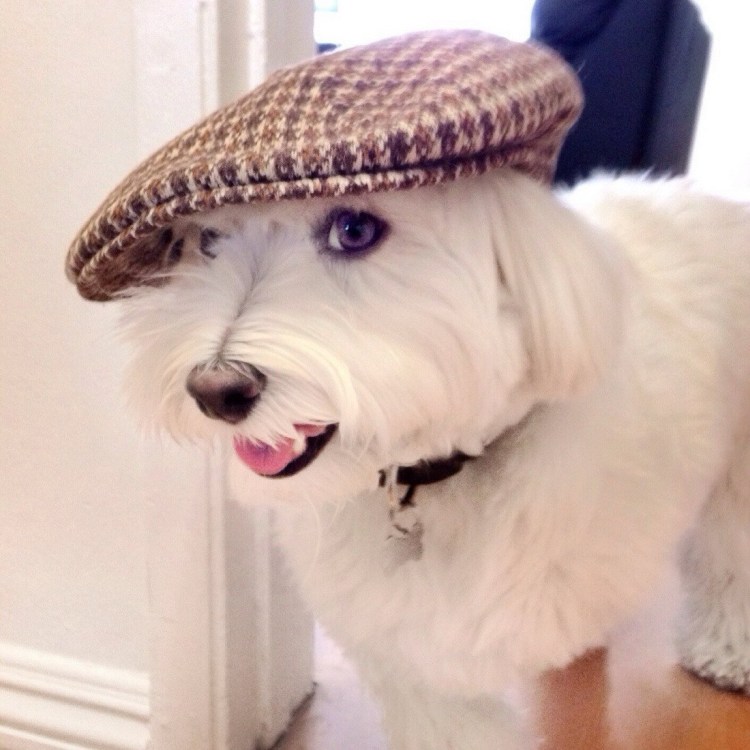 Смешная моська