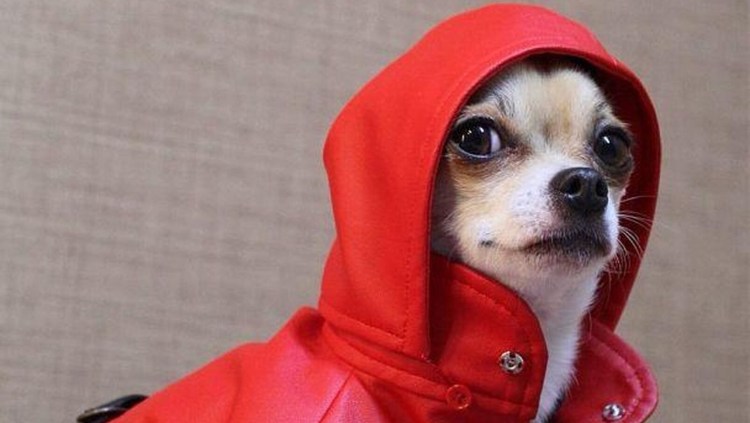 Кот с тапком на голове