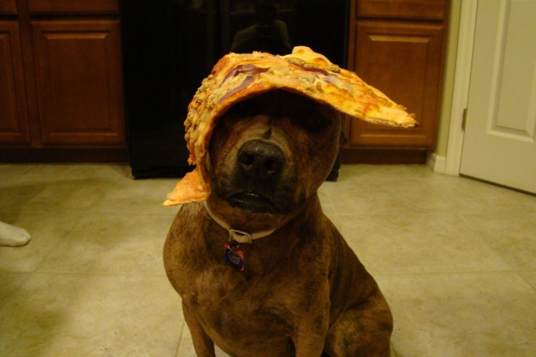 Собака в костюме еды