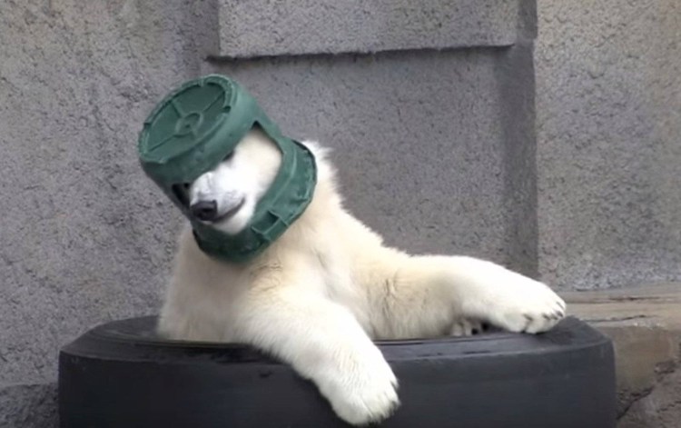 Собака в одеяле