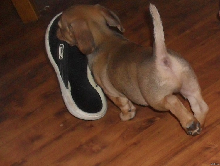 Побритый кот