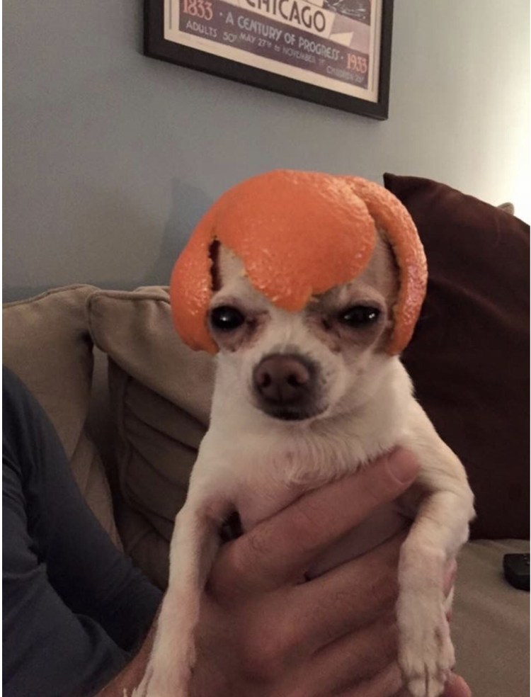 Смешной пудель