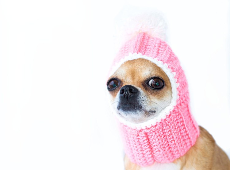 Собака в арбузной шапке