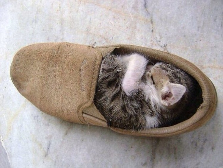 Щенок с тапком