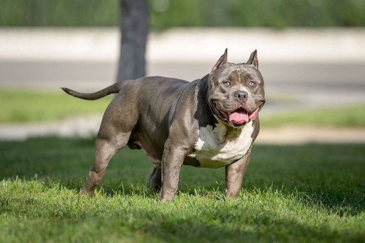 Американский булли с ушами