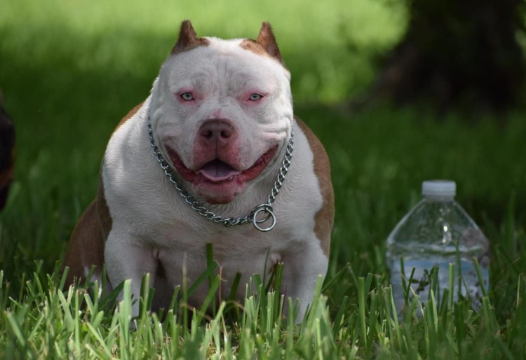 File bull Wikimedia Commons