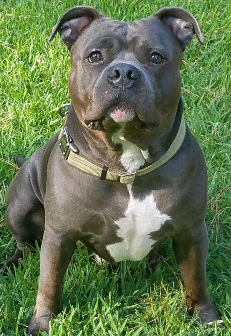 Американский стаффордширский терьер покет