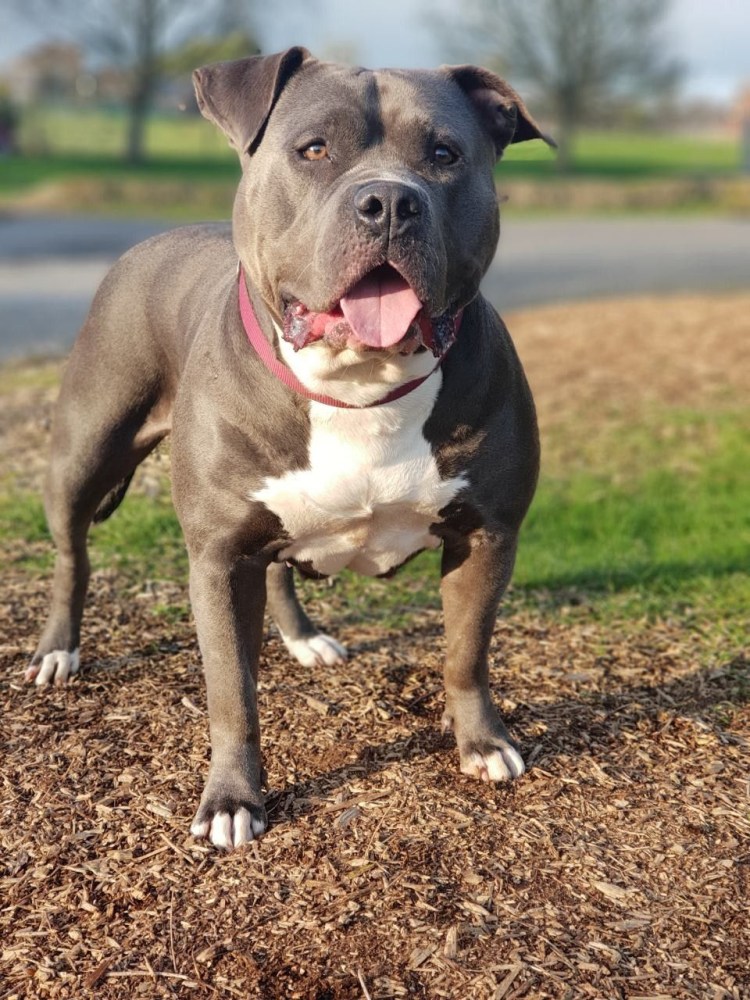 Американский булли тигровый окрас