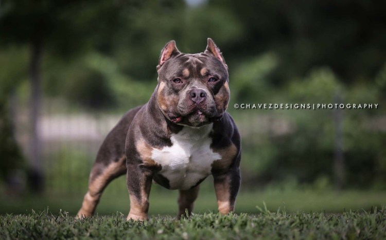 Лиловый булли стандарт