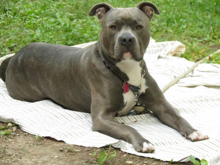 Американский булли шампань