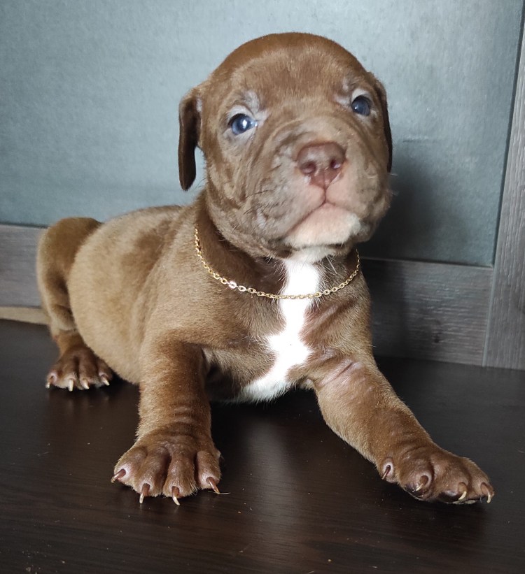 Американский булли Харди