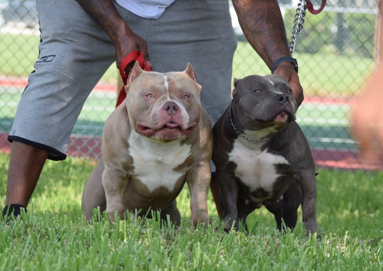 Американский булли