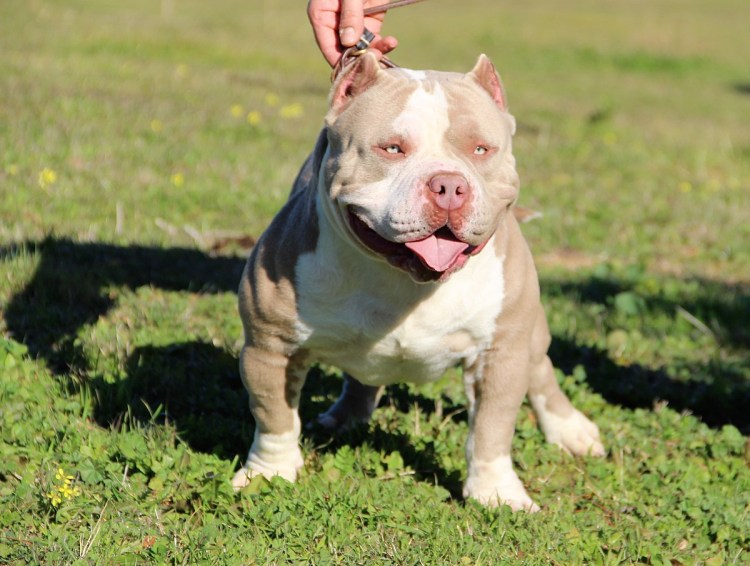 Brindle питбуль