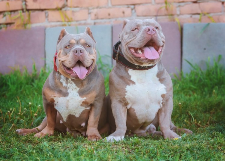 Американский булли некупированный