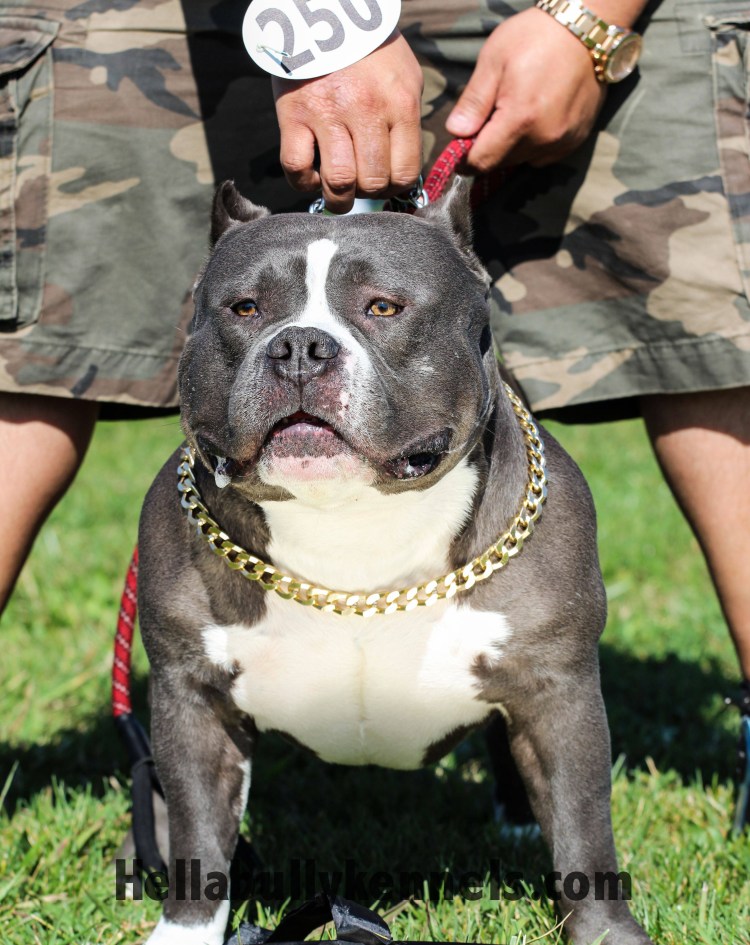 Моцарт булли