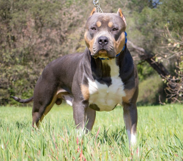 Питбуль Флинт