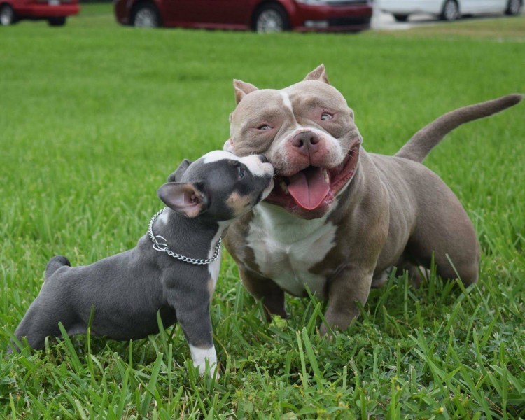 Американский булли Танос