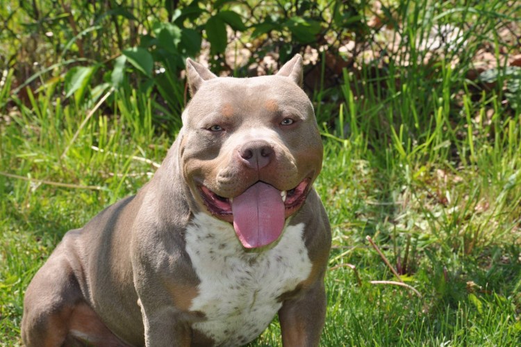 Американский булли некупированный