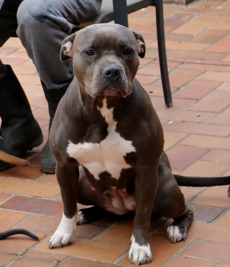 Американский стаффордширский терьер породы собак булли