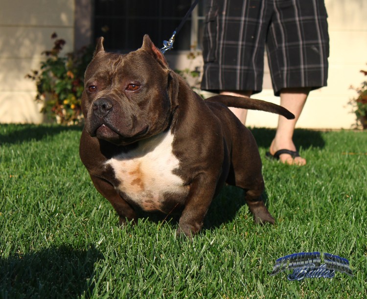 Стаффордширский булли