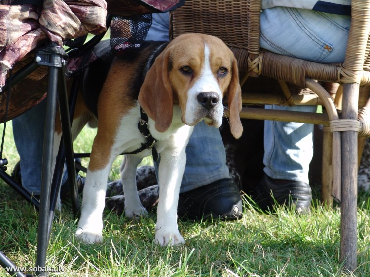 Порода собак Бигль взрослый
