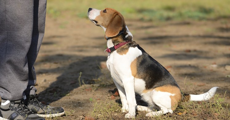 Бигль с хозяином