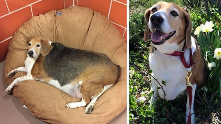 Бигль с человеком