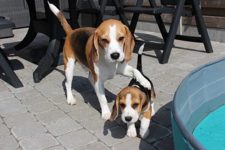 Бигль собака с хозяином