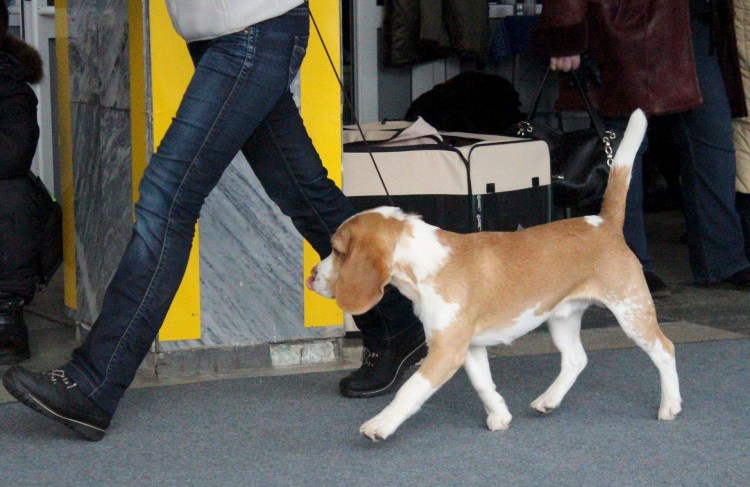 Бигль карликовый