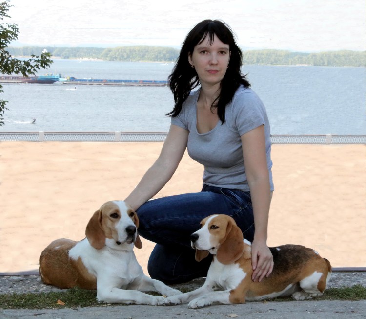 Взрослый Бигль рядом с человеком