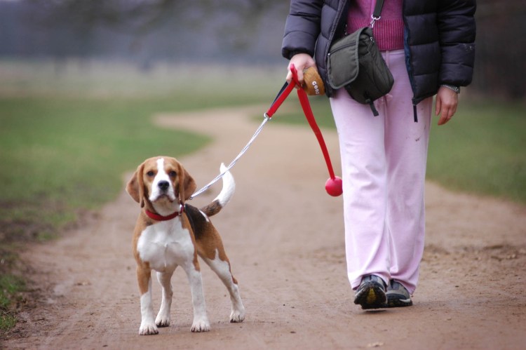 Бигль экстерьер