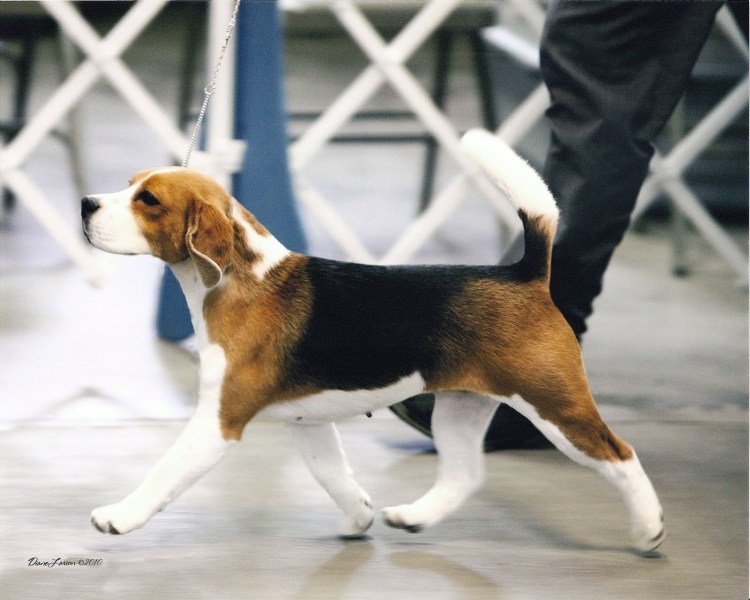 Бигль диван Чойс