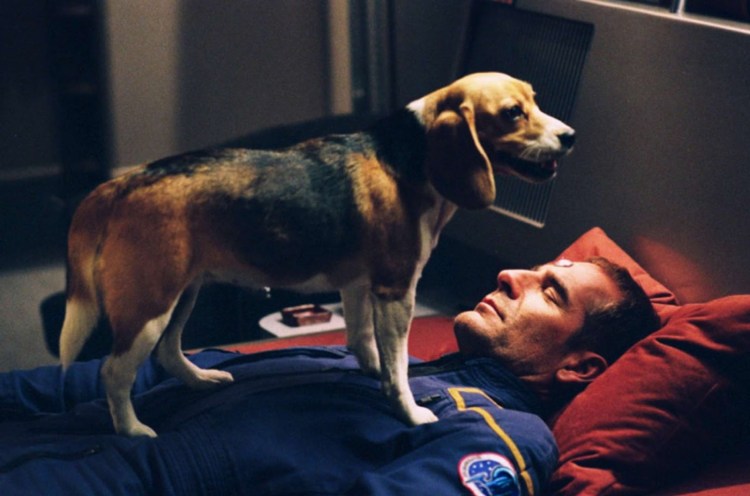 Порода Бигль Рассел