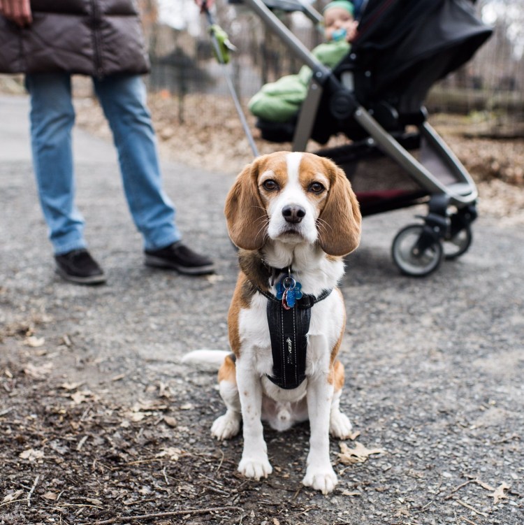 Бигль собака осенью