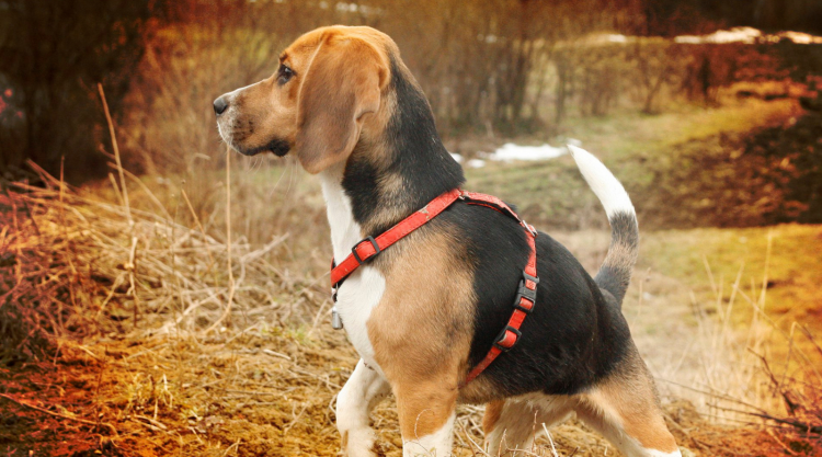 Лиловый Бигль