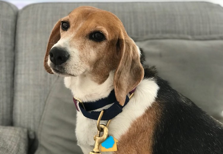 Бигль вес взрослой собаки кобеля