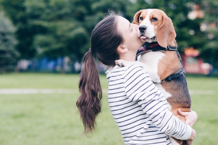 Бигль рядом с деньгами