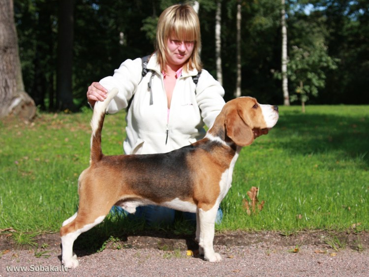 Бигль рост взрослой