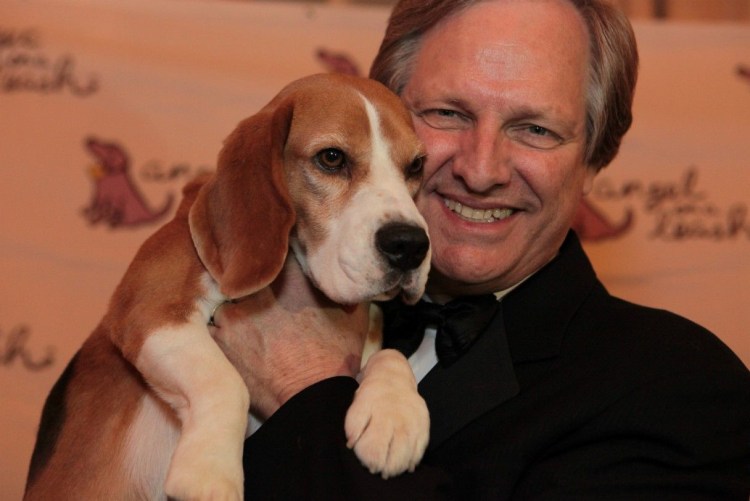 Бигль порода Бигль взрослая