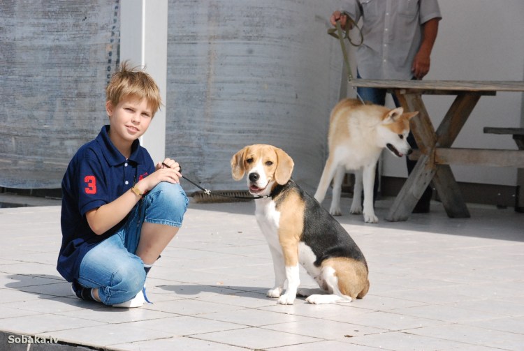 Порода собак Бигль с человеком