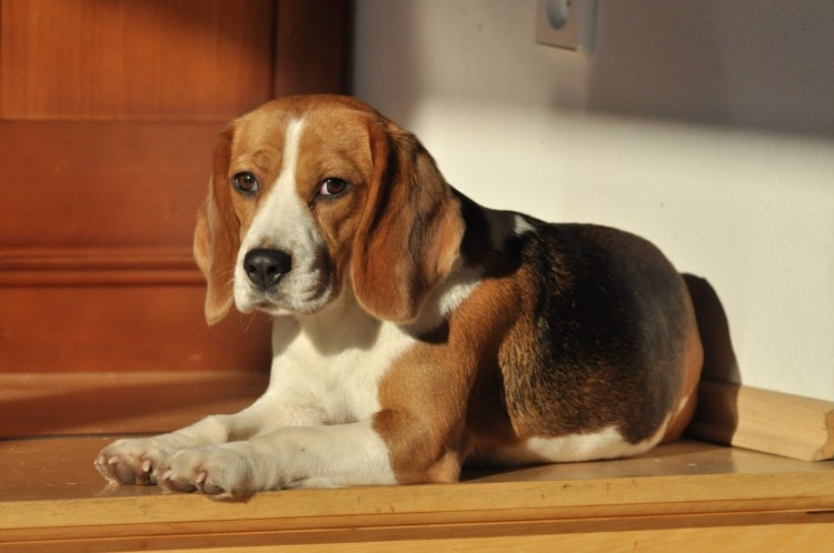 Бигль с человеком