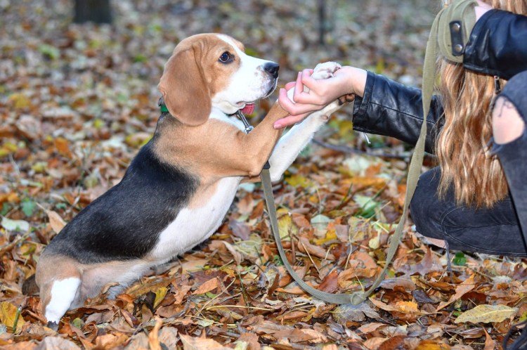Бигль собака с человеком