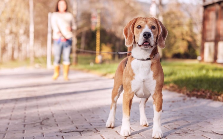 Бигль рост с человеком