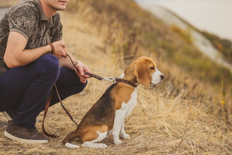 Охотничьи собаки породы Бигль