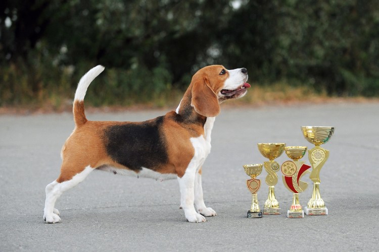 Бигль Чарльз спаниель