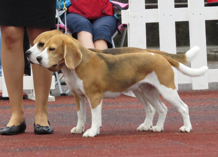 Бигль собака с человеком