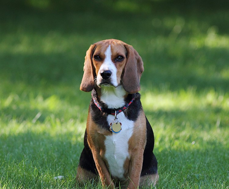 Бигль хвост стандарт
