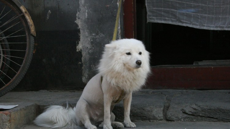 Самоедская лайка стрижка