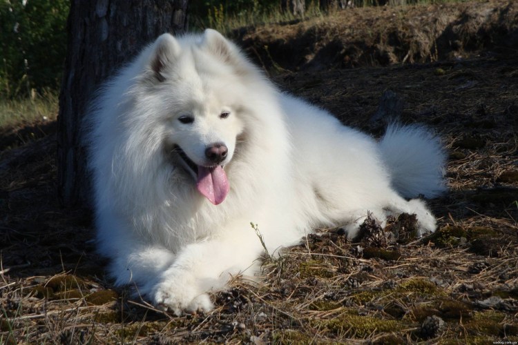 Самоед окрасы
