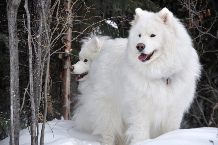 Стриженный самоед налысо